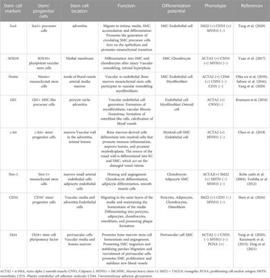 Correlation between stem cell molecular phenotype and atherosclerotic plaque neointima formation and analysis of stem cell signal pathways